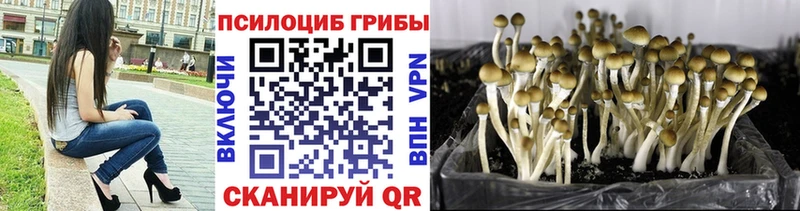 Псилоцибиновые грибы Cubensis  Черемхово 